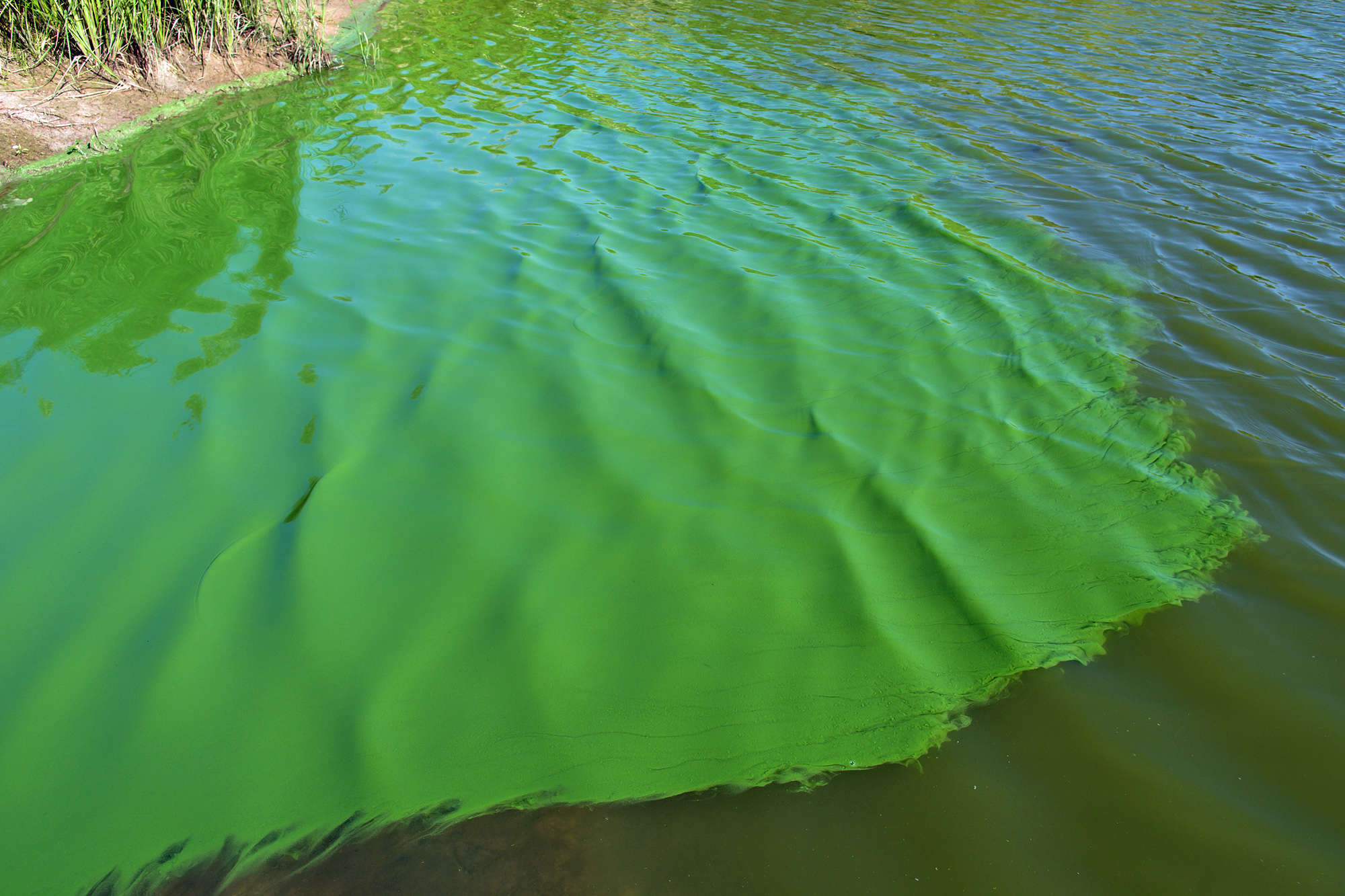 Cyanobacteria in a pond